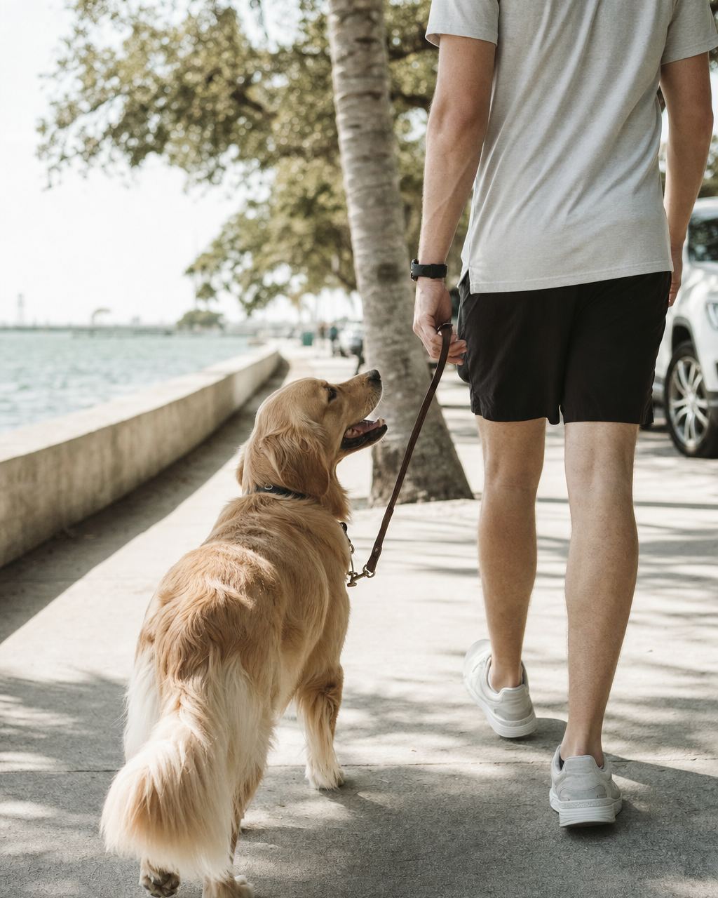 A golden retriever walking in a loose-leash heel beside its owner on a bright waterfront sidewalk.