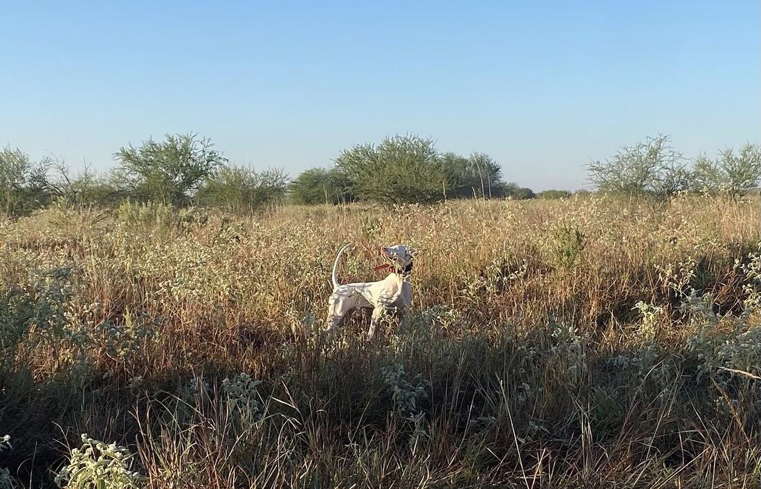 A pointing dog standing on birds in low open cover with a wide blue sky behind.