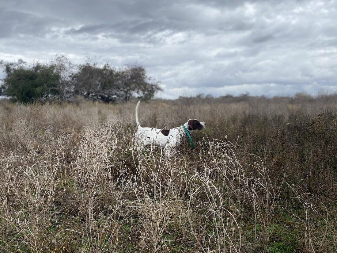 A pointer holding point in a field of dead grass under a heavy grey sky.