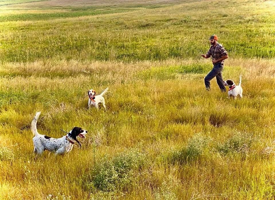 The trainer walking in through a golden field toward two pointing dogs working ahead of him.